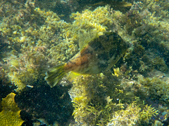 Scobinichthys granulatus