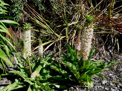 Eucomis autumnalis