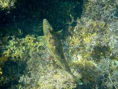 Scobinichthys granulatus