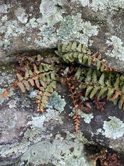 Asplenium bradleyi