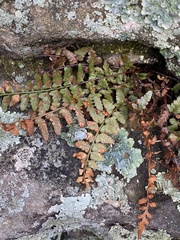 Asplenium bradleyi