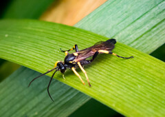 Ichneumon stramentor