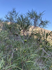 Colliguaja integerrima