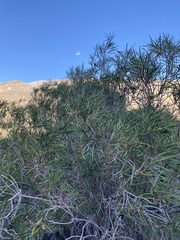 Colliguaja integerrima