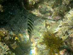 Abudefduf bengalensis