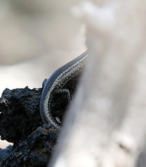 Cryptoblepharus poecilopleurus