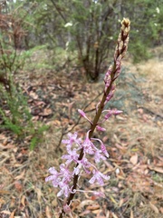 Dipodium pardalinum