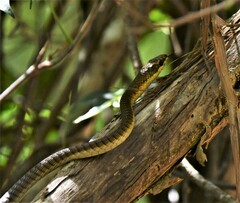 Dendrelaphis calligaster