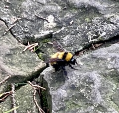 Bombus hortulanus