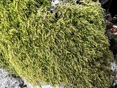 Claopodium rostratum