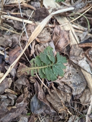 Agrimonia parviflora