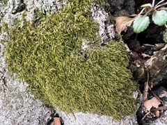 Claopodium rostratum