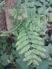 Pteridium aquilinum