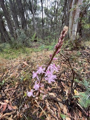 Dipodium pardalinum