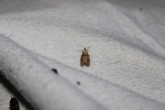 Gymnobathra hamatella