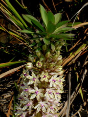 Eucomis autumnalis