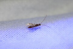 Meteorus pulchricornis