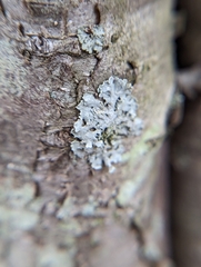 Phaeophyscia hirsuta