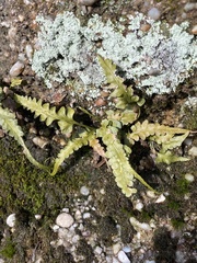Asplenium pinnatifidum