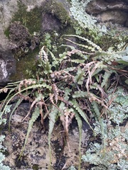 Asplenium pinnatifidum