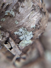 Phaeophyscia hirsuta