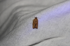 Phaeosaces coarctatella