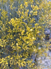 Gymnophyton isatidicarpum