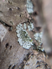 Hyperphyscia adglutinata