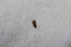 Tachystola acroxantha