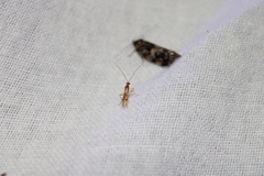 Meteorus pulchricornis