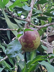 Crescentia cujete