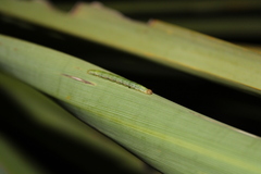 Epiphryne verriculata