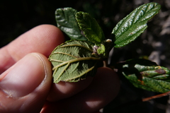 Ceanothus thyrsiflorus obispoensis