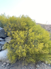 Gymnophyton isatidicarpum