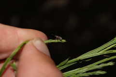 Chalepistes spermophilus