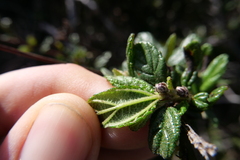 Ceanothus thyrsiflorus obispoensis