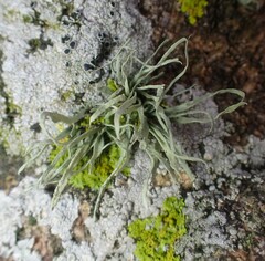 Ramalina siliquosa
