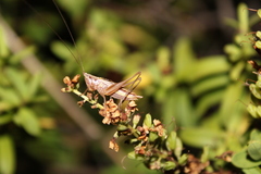 Conocephalus albescens