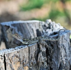 Diporiphora jugularis