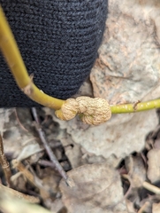 Neolasioptera cornicola