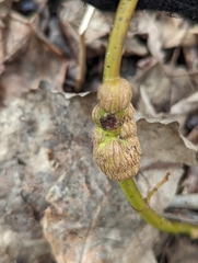 Neolasioptera cornicola