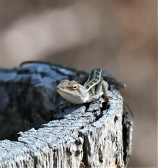 Diporiphora jugularis