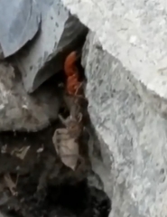 Tachypompilus unicolor