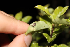 Chalepistes spermophilus