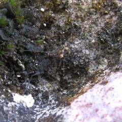 Megabunus diadema