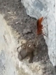 Tachypompilus unicolor