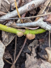 Neolasioptera cornicola