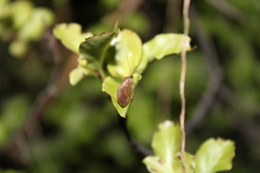 Drepanacra binocula