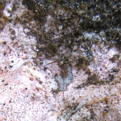 Megabunus diadema