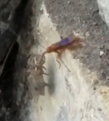 Tachypompilus unicolor